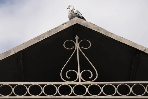 Pigeon Assis Sur Toit Bâtiment — Photo