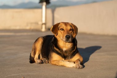 Avlu köpeği yerde yatıyor.
