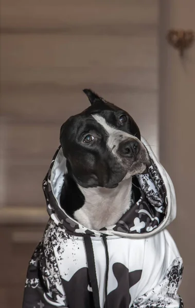 Beautiful black and white dog in clothes. American Staffordshire Terrier. Portrait.