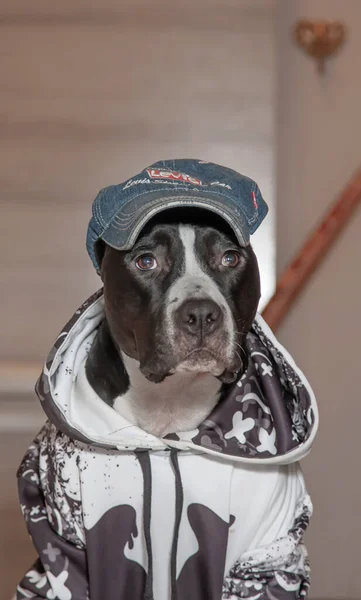 A beautiful black and white dog in clothes and a cap. American Staffordshire Terrier. Portrait.