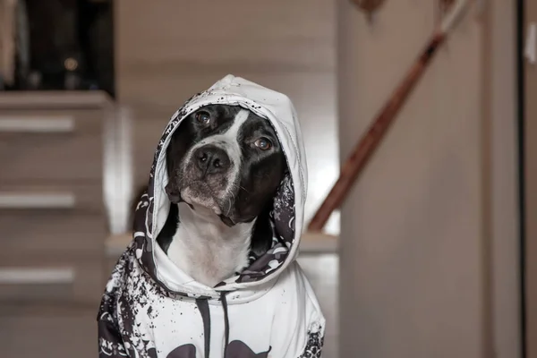 Beautiful black and white dog in clothes with a hood. American Staffordshire Terrier. Portrait.