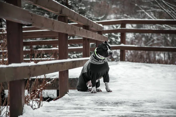 Ein Schöner Schwarz Weißer Hund Sitzt Auf Einem Holzweg American — Stockfoto