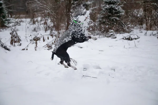 Vacker Hund Fångar Snöboll Ett Hopp Dynamiken Hundens Rörelser American — Stockfoto