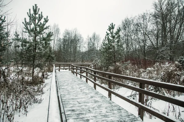 Sentiero Legno Nel Parco Invernale Bella Natura Innevata Pini Crescono — Foto Stock