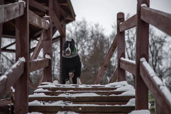 冬には木製のはしごで美しい犬 黒と白のアメリカのスタッフォードシャーテリア 冬の公園 — ストック写真