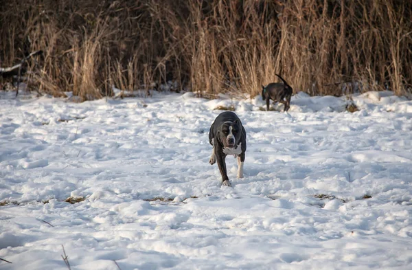 Lindo Cão Corre Neve Preto Branco American Staffordshire Terriers Inverno — Fotografia de Stock