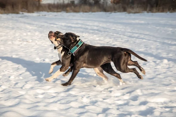 Zwei Schöne Hunde Spielen Schnee Schwarze Und Weiße American Staffordshire — Stockfoto