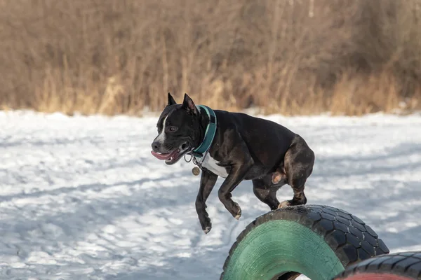 The dog trains on special equipment in the park. Black and white American Staffordshire Terrier in the park on the snow in winter.