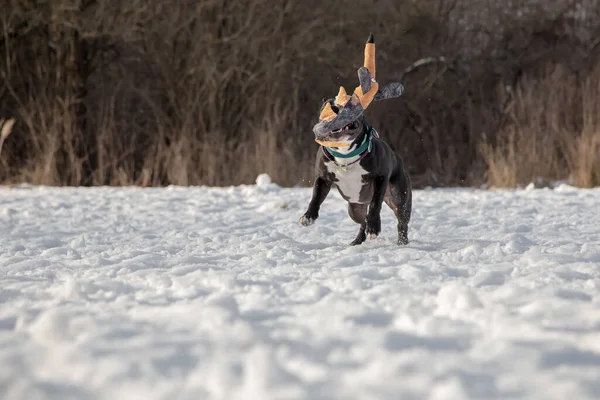 雪の中で黒と白の犬がおもちゃで遊ぶ アメリカン スタッフォードシャー テリア — ストック写真