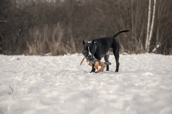Черно Белая Собака Играет Игрушкой Снегу Американский Стаффордширский Терьер — стоковое фото