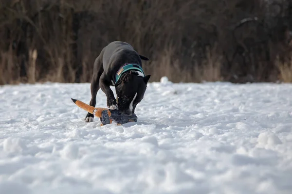 雪の中で黒と白の犬がおもちゃで遊ぶ アメリカン スタッフォードシャー テリア — ストック写真