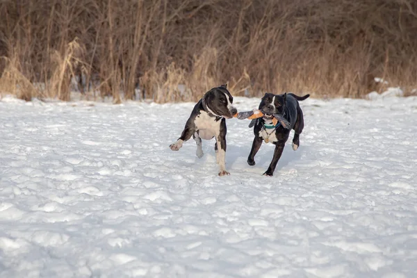 Dos Perros Blancos Negros Están Jugando Entre Juguete American Staffordshire — Foto de Stock