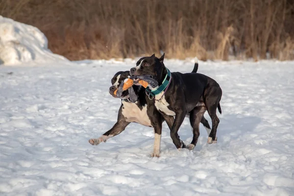 Zwei Schwarze Und Weiße Hunde Spielen Miteinander Und Ein Spielzeug — Stockfoto