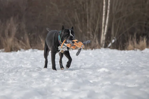 Black and white dog plays with a toy in the snow. American Staffordshire Terrier.