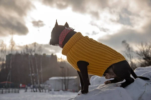 Black White Dog Snow Winter American Staffordshire Terrier Yellow Jacket — Stock Photo, Image