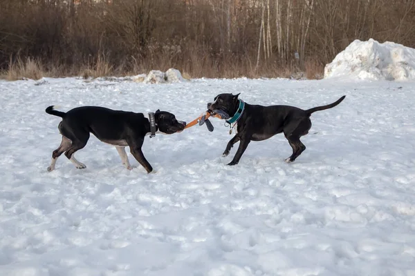 Zwei Schwarze Und Weiße Hunde Spielen Miteinander Und Ein Spielzeug — Stockfoto