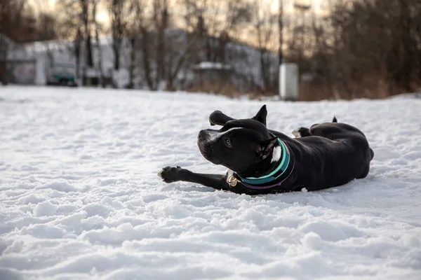 Ein Schöner Schwarz Weißer Hund Liegt Schnee Amerikanischer Staffordshire Terrier — Stockfoto