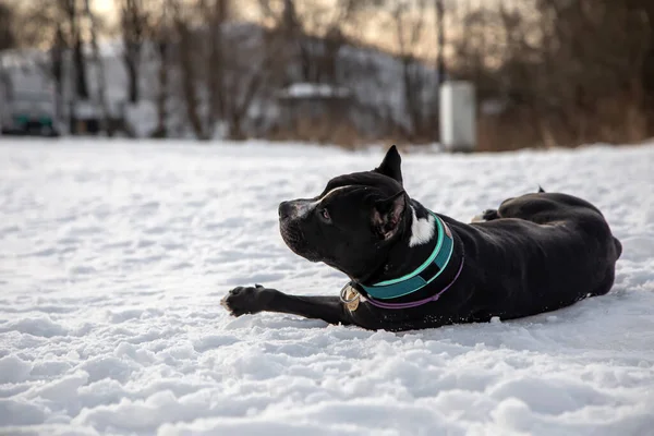 Ein Schöner Schwarz Weißer Hund Liegt Schnee Amerikanischer Staffordshire Terrier — Stockfoto