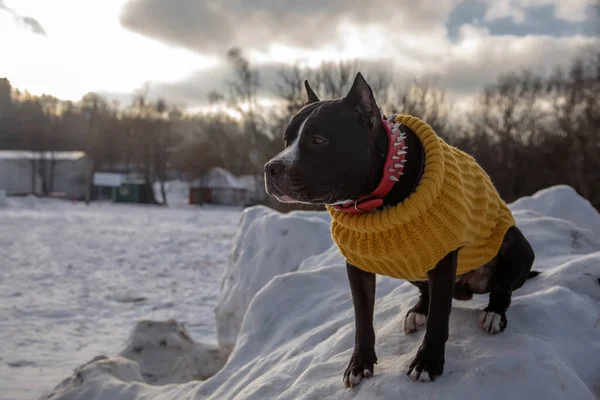 冬の雪の中で黒と白の犬 黄色のジャケットのアメリカン スタッフォードシャー テリア — ストック写真