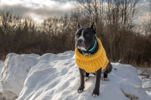 Schwarz Weißer Hund Schnee Winter American Staffordshire Terrier Einer Gelben — Stockfoto