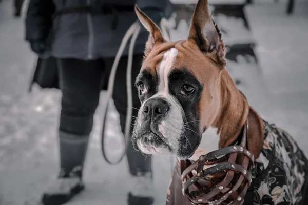 Retrato Belo Cão Cão Parque Inverno — Fotografia de Stock