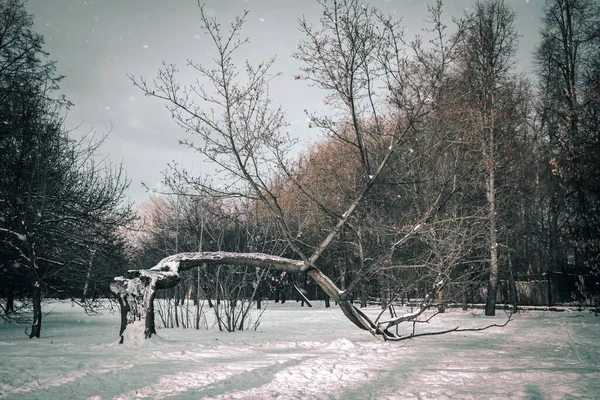 Bellissimo Albero Sulla Neve Nel Parco Splendida Giornata Invernale Innevata — Foto Stock