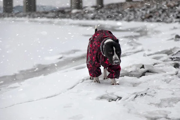 Beautiful Dog Runs Snow Frozen Sea Dog Snow Its Nose — Stock Photo, Image