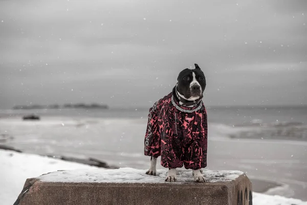 Beautiful Dog Stands Embankment Black White American Staffodshire Terrier Winter — Stock Photo, Image
