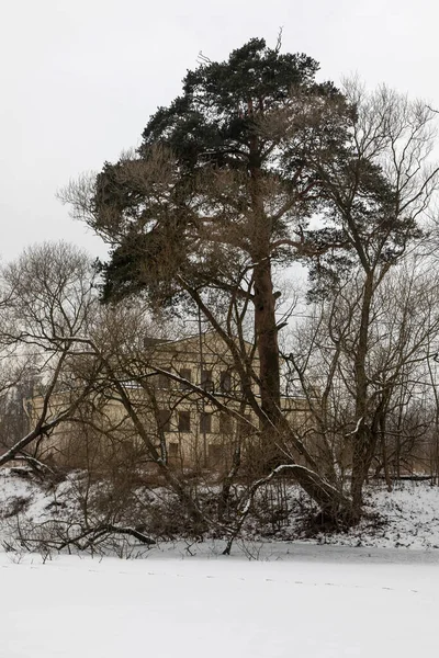 Tree in a snowy forest. Abandoned building behind a tree. Cloudy winter day.