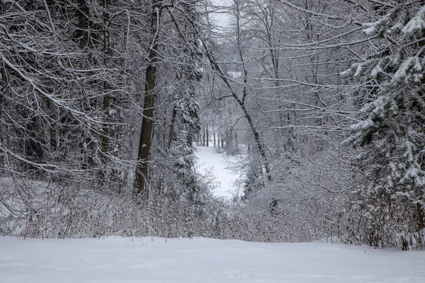 Bella Foresta Invernale Natura Innevata Giornata Nuvolosa Alberi Nella Neve — Foto Stock