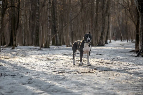 Hermoso Perro Encuentra Camino Parque American Staffordshire Terrier Sendero Soleado — Foto de Stock