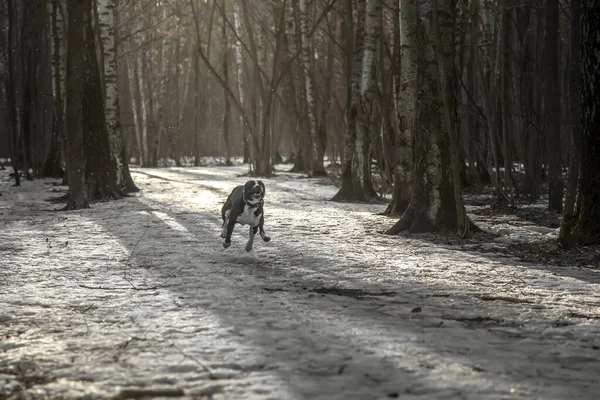 Perro Hermoso Está Corriendo Largo Del Camino Parque American Staffordshire — Foto de Stock