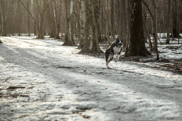 Perro Hermoso Está Corriendo Largo Del Camino Parque American Staffordshire — Foto de Stock