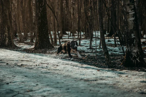 Perro Hermoso Está Corriendo Largo Del Camino Parque American Staffordshire — Foto de Stock