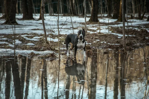 Hermoso Perro Está Pie Agua Reflejo Perro American Staffordshire Terrier — Foto de Stock
