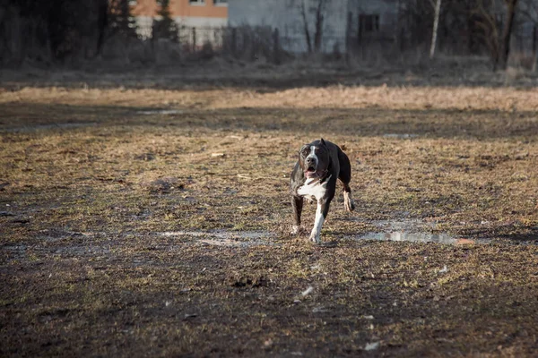 Krásný Pes Běhá Blátivé Zemi Americký Stafordšírský Teriér Černobílý Aktivní — Stock fotografie