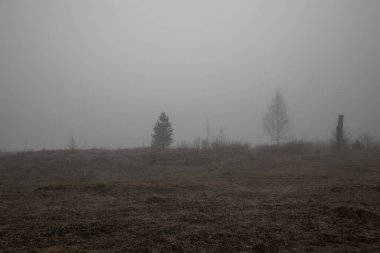 Gri sisli bir sabah. Siste ağaçlar. Sessiz Tepe. Mistik doğal manzara..