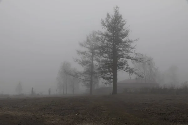 Mattinata Grigia Nebbiosa Alberi Nella Nebbia Silent Hill Paesaggio Naturale — Foto Stock