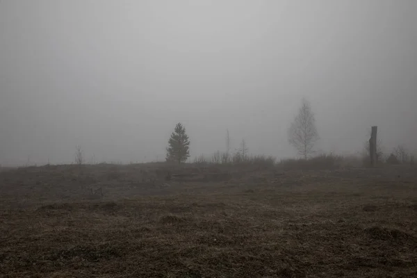 Gray Misty Morning Trees Fog Silent Hill Mystical Natural Landscape — Stock Photo, Image