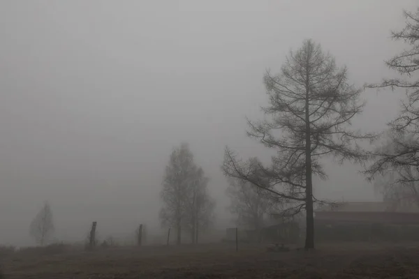 Manhã Cinzenta Enevoada Árvores Nevoeiro Silent Hill Paisagem Natural Mística — Fotografia de Stock