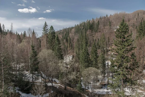 Bela Floresta Uma Encosta Montanha Terra Coberta Neve Céu Azul — Fotografia de Stock