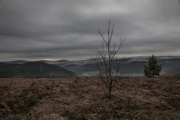 Árvore Jovem Solitária Paisagem Chuvosa Montanhas Campo Floresta Céu Cinzento — Fotografia de Stock