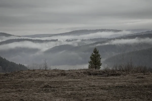 외로운 나무와 비오는 구름낀 비오는 — 스톡 사진
