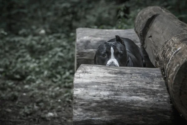Portrait of a beautiful dog looking out from behind a wooden bench. American Staffordshire Terrier. Beautiful dog in the park.