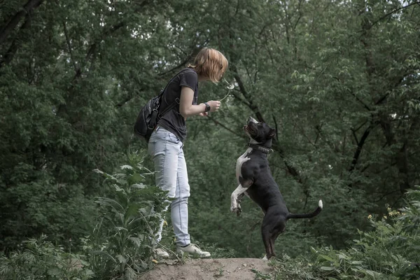 Дівчинка Собака Грають Природі Американський Стафордширський Тер Чорно Білий Пес — стокове фото