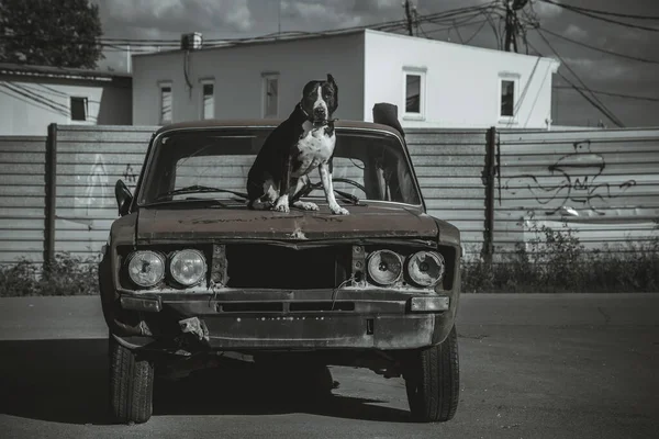 Красивая Собака Сидит Старой Заброшенной Машине Американский Стаффордширский Терьер Старая — стоковое фото