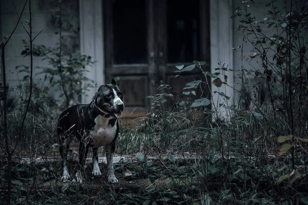 A beautiful black and white dog in a mystical forest near an old abandoned house. American Staffordshire Terrier. Scary abandoned manor. House with the ghosts.
