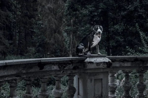 Beautiful Black White Dog Mystical Forest Old Abandoned House American — Stock Photo, Image