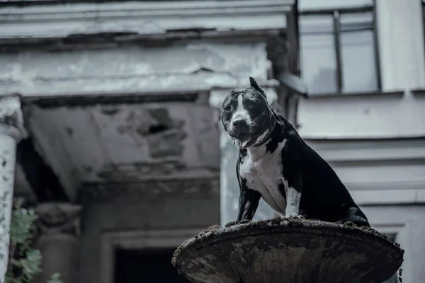 A beautiful black and white dog in a mystical forest near an old abandoned house. American Staffordshire Terrier. Scary abandoned manor. House with the ghosts.