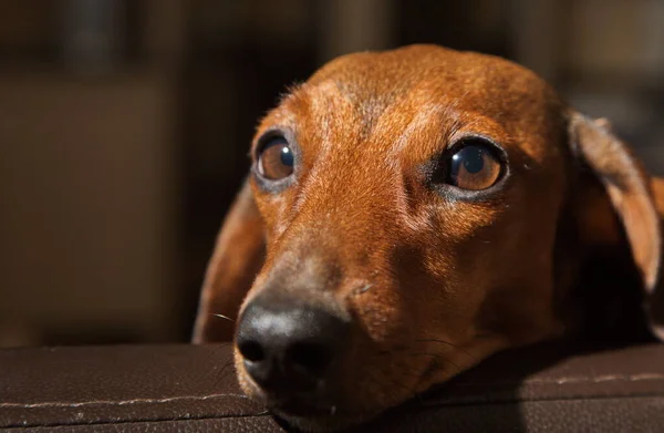 Portrait Young Red Dachshund — Stock Photo, Image